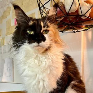 femmina tortie calico tricolore allevamento Maine Coon affidabile in Lombardia
