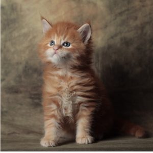 Allevamento Whitewillow Italia