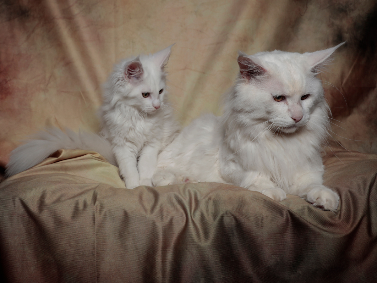 Whitewillow allevamento etico Maine Coon tra Lombardia ed Emilia-Romagna