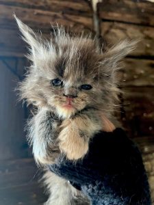 accoglienza cucciolo Maine Coon