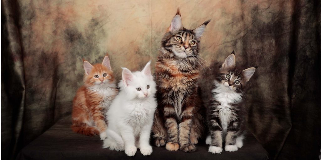 Cuccioli di Maine Coon di diverse età a Brescia Ferrara Bologna Emilia Romagna