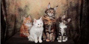 Criador de Maine Coon em Portugal