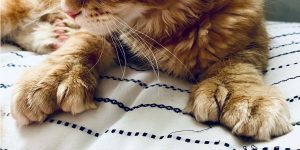 Polidattismo nei Maine Coon allevamento a Brescia