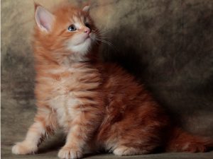 ambientamento gattino