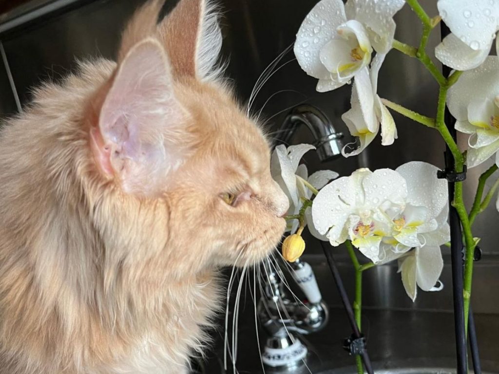 preparare la casa per un Maine Coon casa sicura cucciolo Maine Coon