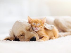 antiparassitario cane e gatto insieme