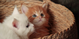 Come scegliere un cucciolo di maine coon