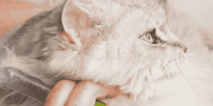 Copertina articolo Toelettatura Maine Coon guida