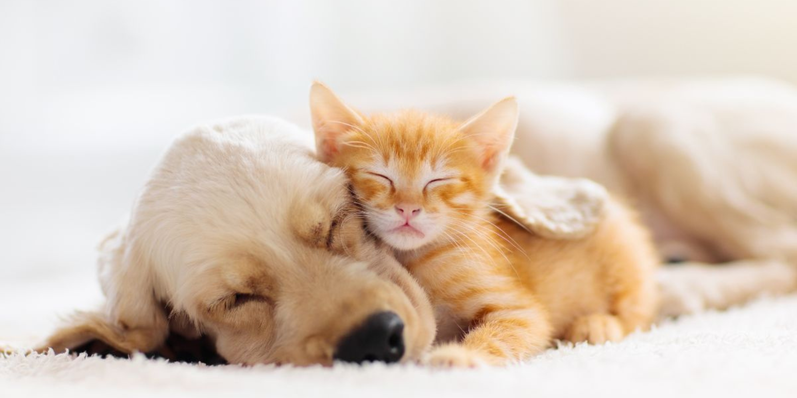 Antiparassitari per cani e gatti: attenzione a quelli pericolosi (talvolta mortali) per i gatti