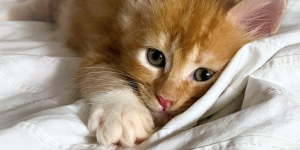 Prima notte con il cucciolo di Maine Coon: cosa aspettarsi e come aiutarlo