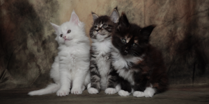 primo giorno Maine Coon