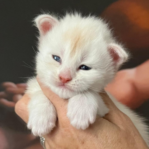 cuccioli Maine Coon a Brescia con pedigree