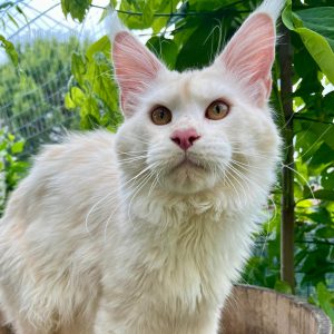 stallone allevamento Maine Coon test genetici Lombardia
