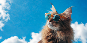 Come aiutare il tuo gatto a superare il caldo estivo Maine Coon cuccioli disponibili a Brescia