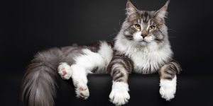 Cosa significa rehoming dove acquistare un Maine Coon a Brescia
