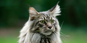 Alimentazione Maine Coon migliore allevamento nord italia copertina