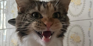 Maine Coon tortie allevamento lago di garda