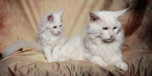 Maine Coon Bianchi allevamento in lombardia