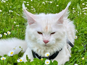 quando passare al cibo adulto maine coon a Brescia