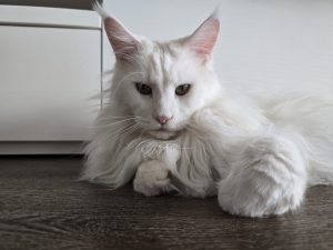 Louis Whitewillow bellissimo maine coon bianco dell'allevamento di gatti di razza maine coon in lombardia