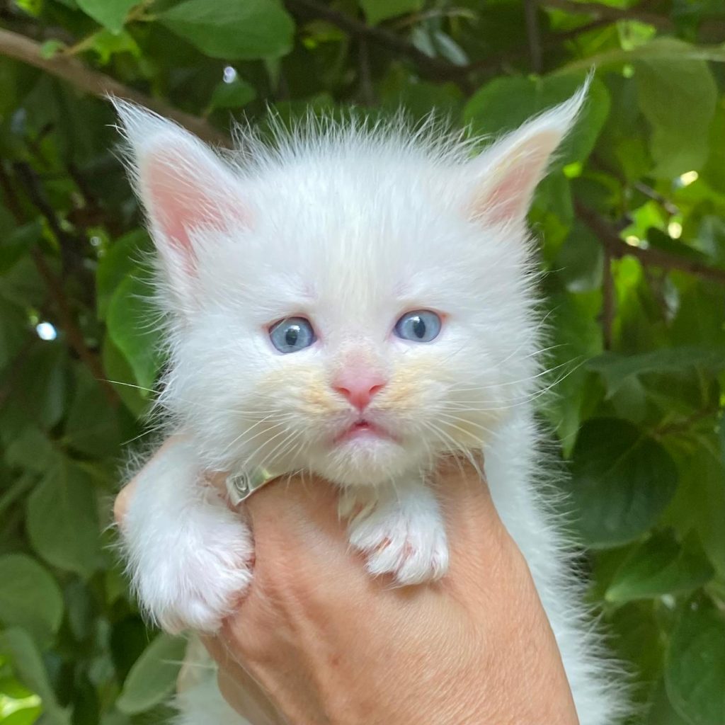 Cucciolo Maine Coon Bianco in vendita allevamento gatti maine coon a brescia