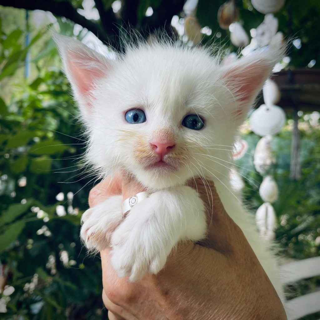 Cucciolo Maine Coon in vendita allevamento gatti maine coon a brescia