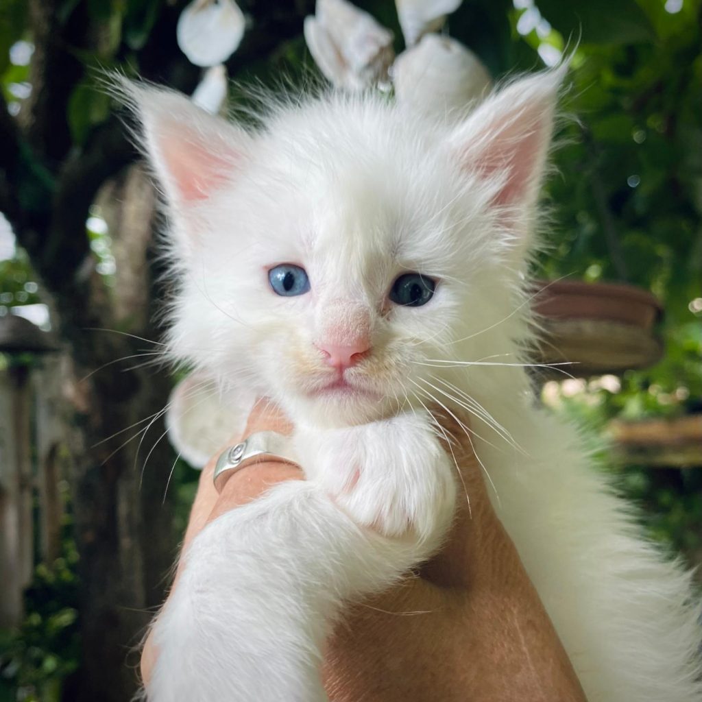 Cucciolo Maine Coon in vendita allevamento gatti maine coon a brescia