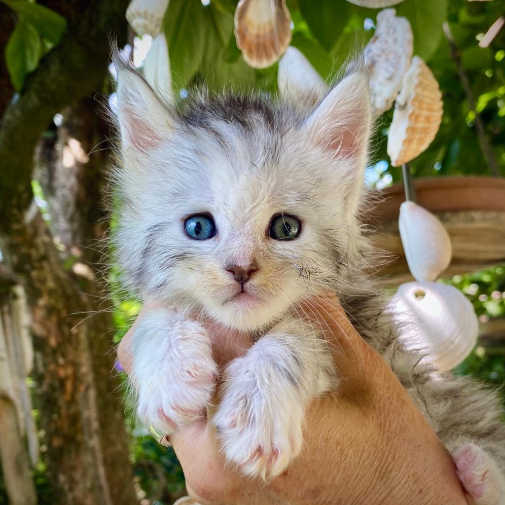 Cucciolo Maine Coon in vendita allevamento gatti maine coon a brescia