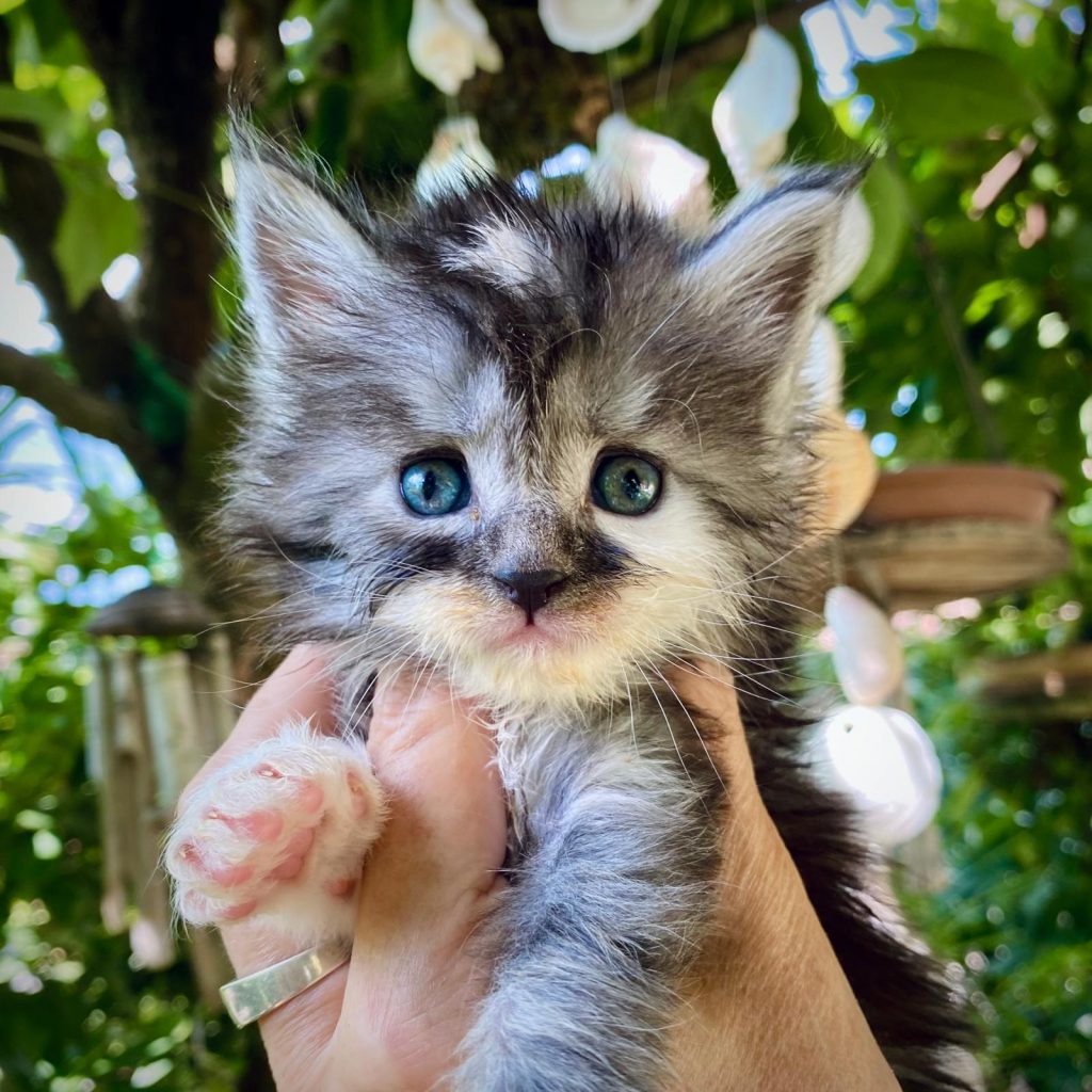 Cucciolo Maine Coon in vendita allevamento gatti maine coon a Ferrara Bologna Emilia Romagna