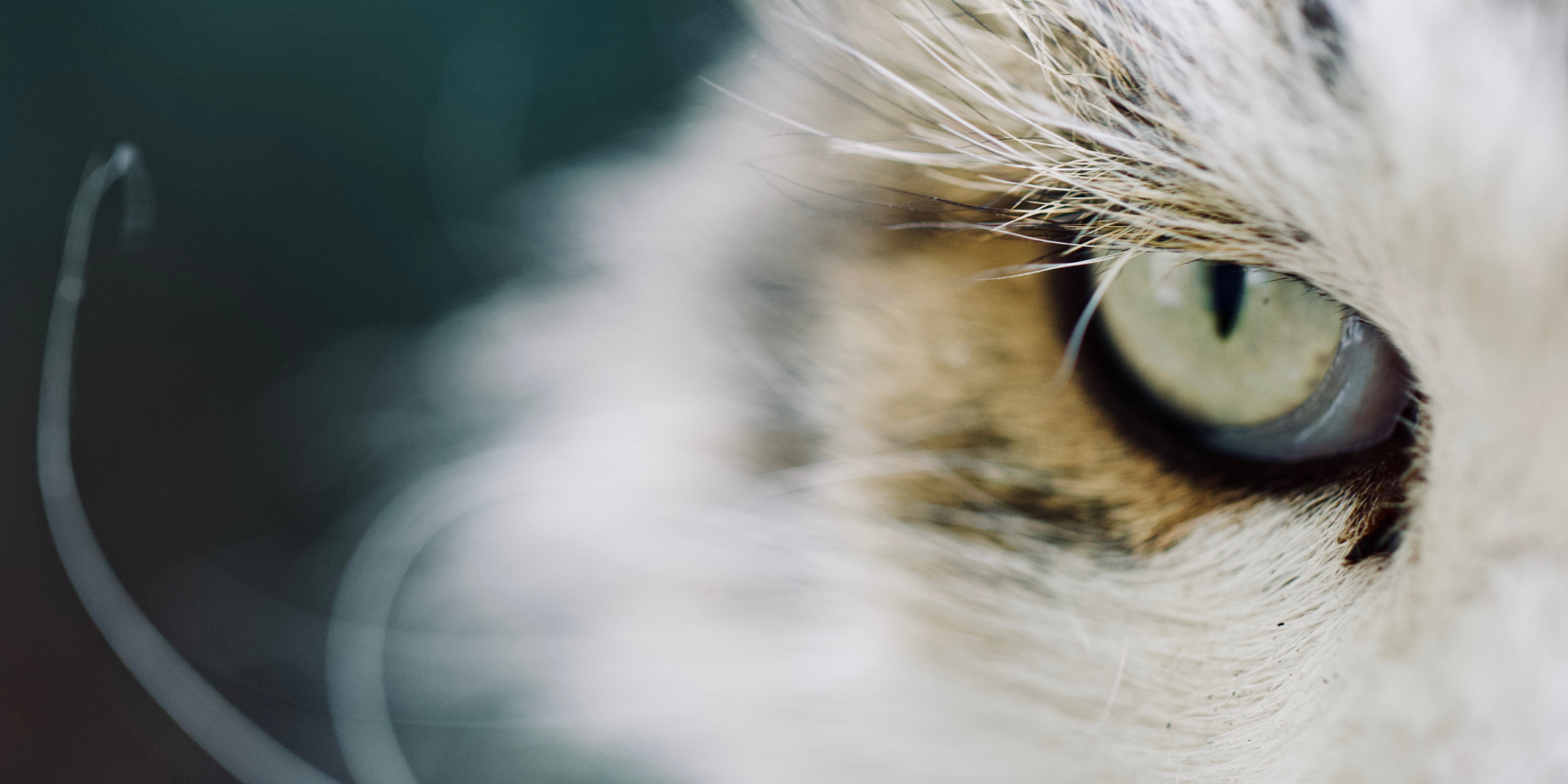 Maine Coon: Test genetici e malattie di razza – Cosa sapere prima dell’adozione