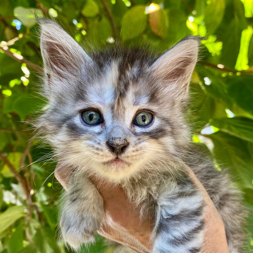 Leia cucciolo di Maine Coon disponibile a lago di garda