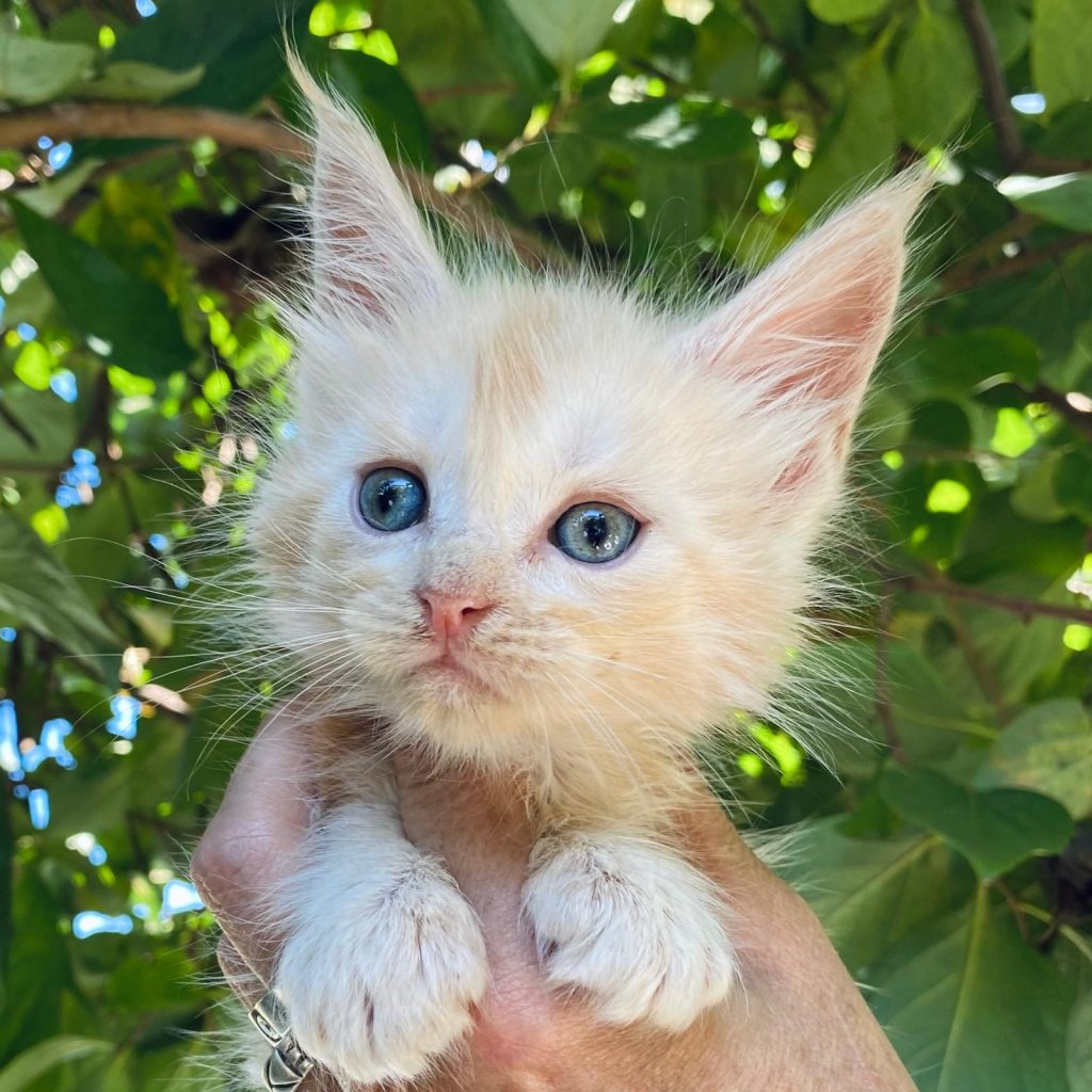 cucciolo di Maine Coon disponibile a Brescia