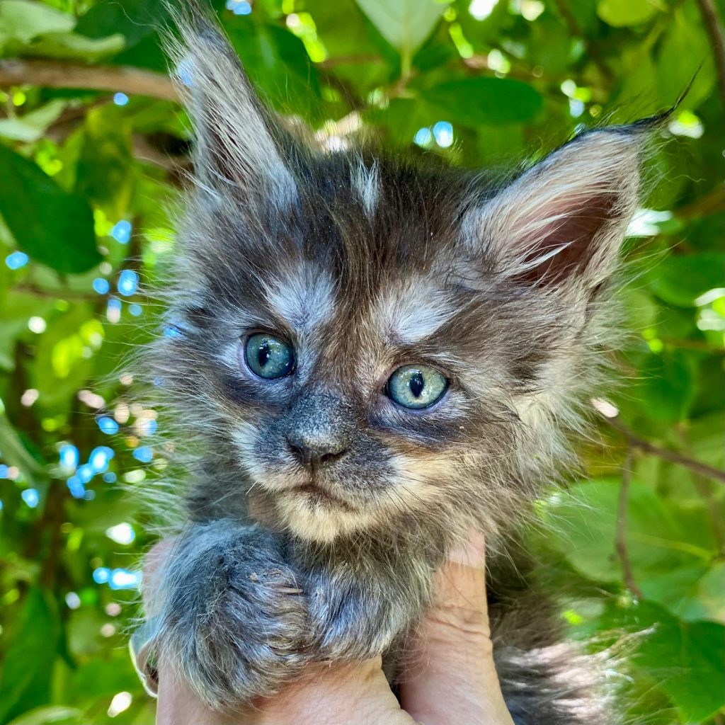 Lilith cucciolo di Maine Coon disponibile a Bologna