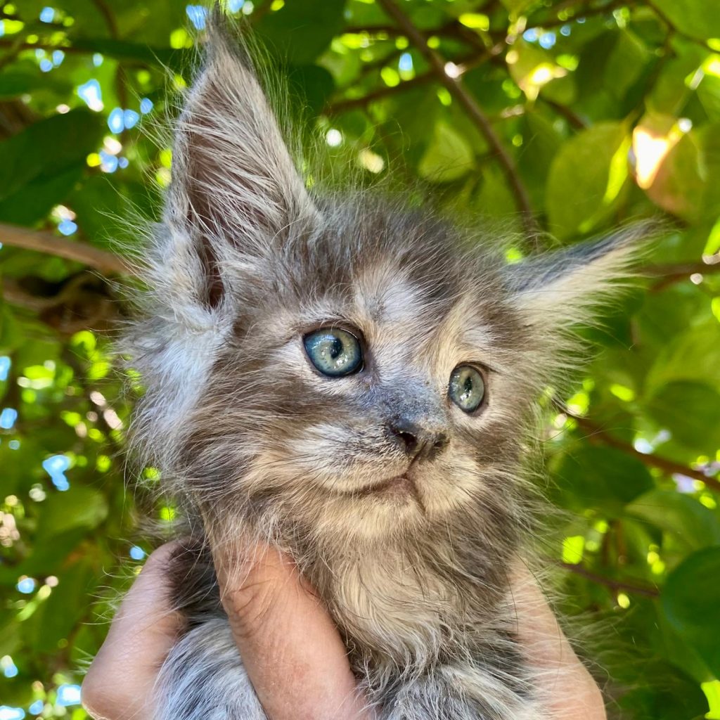 Loki Splendido black smoke allevamento whitewillow