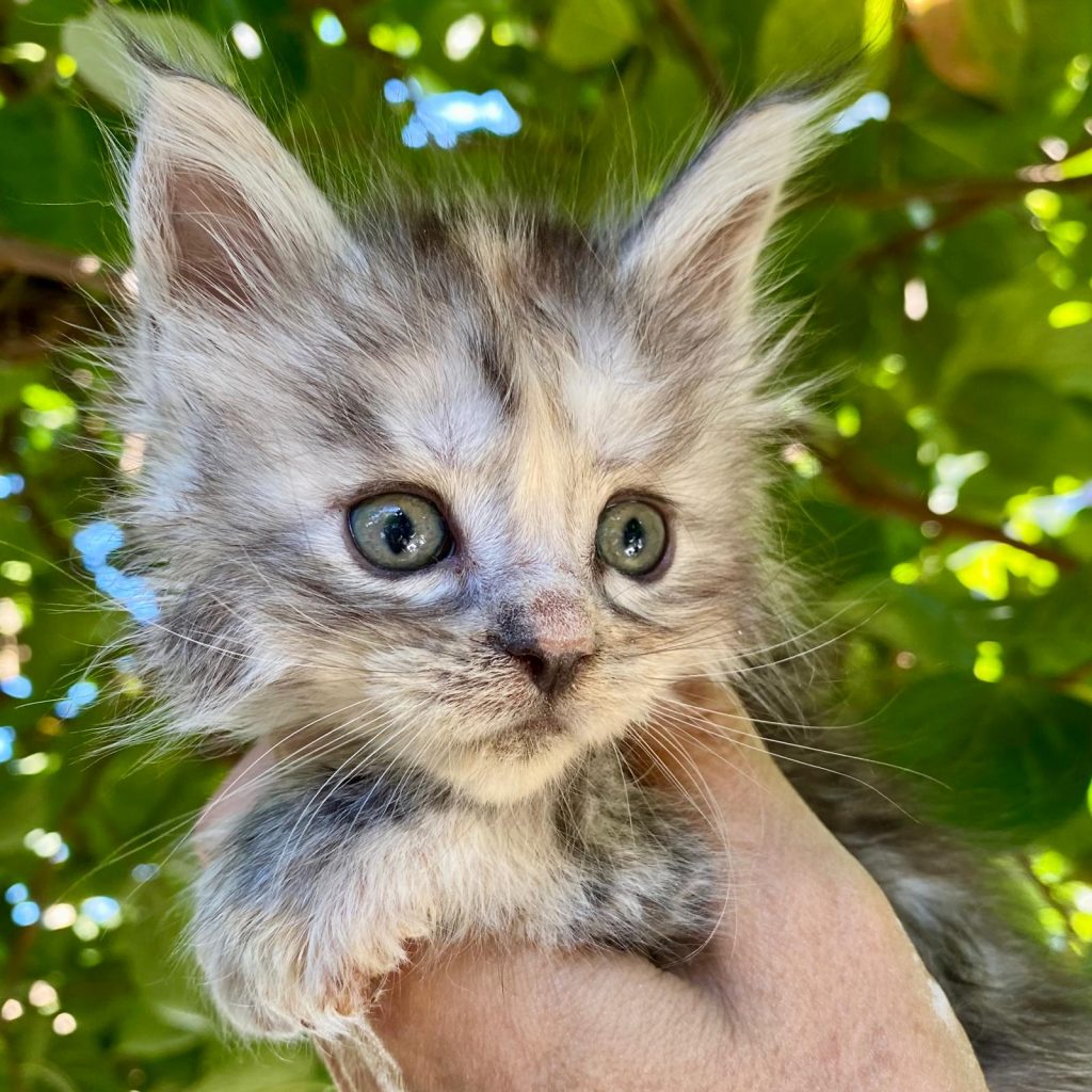 Lolita cucciolo di Maine Coon disponibile a Ferrara