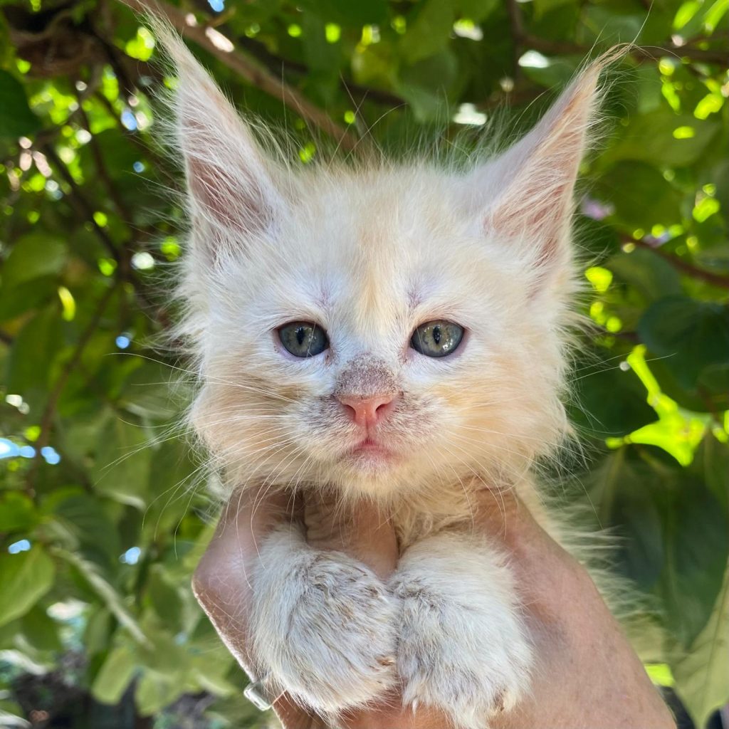 Luther cucciolo di Maine Coon disponibile in Lombardia