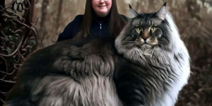 Maine coon xxl foto falsa modificata