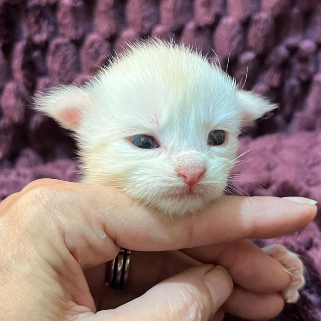 Cucciolo Maine Coon Cream silver shaded allevamento whitewillow in Lombardia