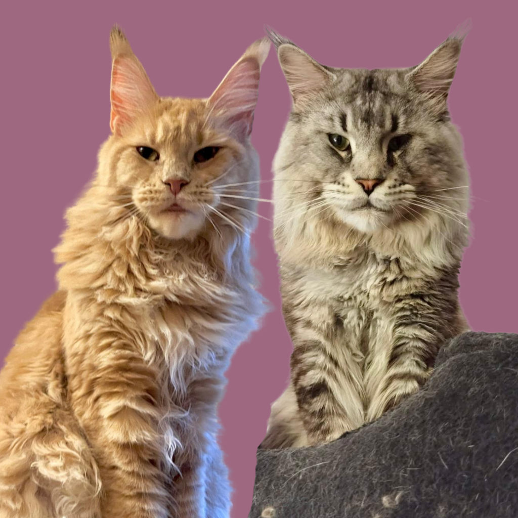 Allevamento Maine Coon Brescia Ferrara Bologna