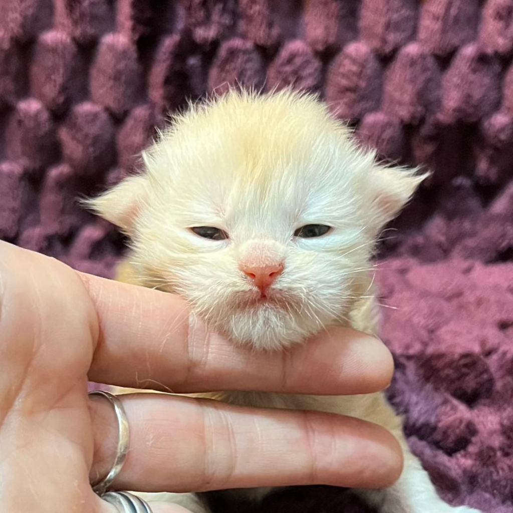 Cucciolo Maine Coon Cream silver shaded allevamento whitewillow a Brescia
