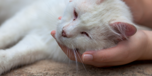 fip nei gatti, immagine di copertina con gattino bianco malato