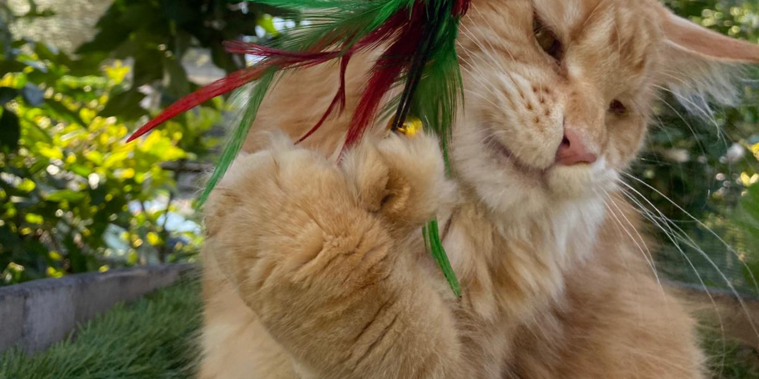 Maine Coon Polidattili: tra genetica, storia e fascino naturale