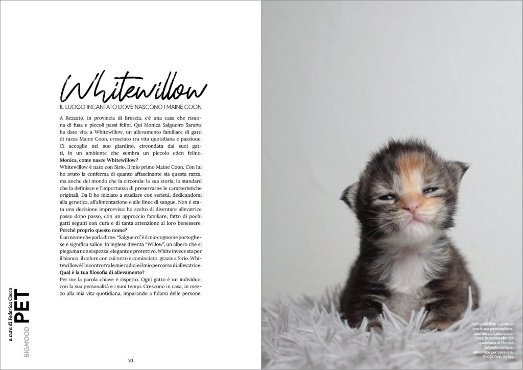 allevamento maine coon a brescia intervista rivista BigMood