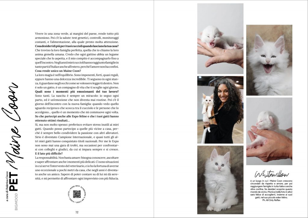 allevamento maine coon a brescia intervista rivista BigMood