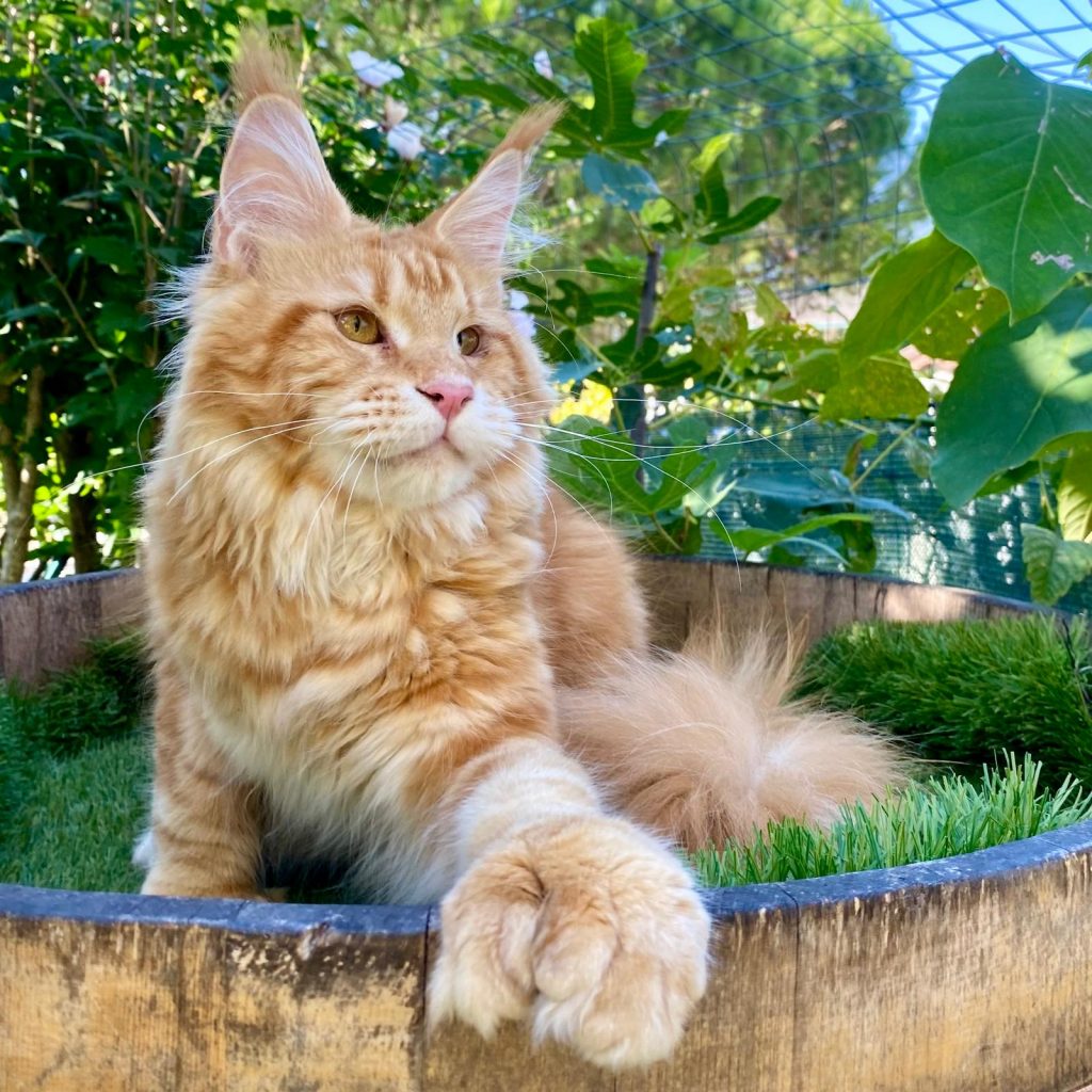 allevamento maine coon polidattili a brescia