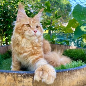 allevamento maine coon polidattili a brescia