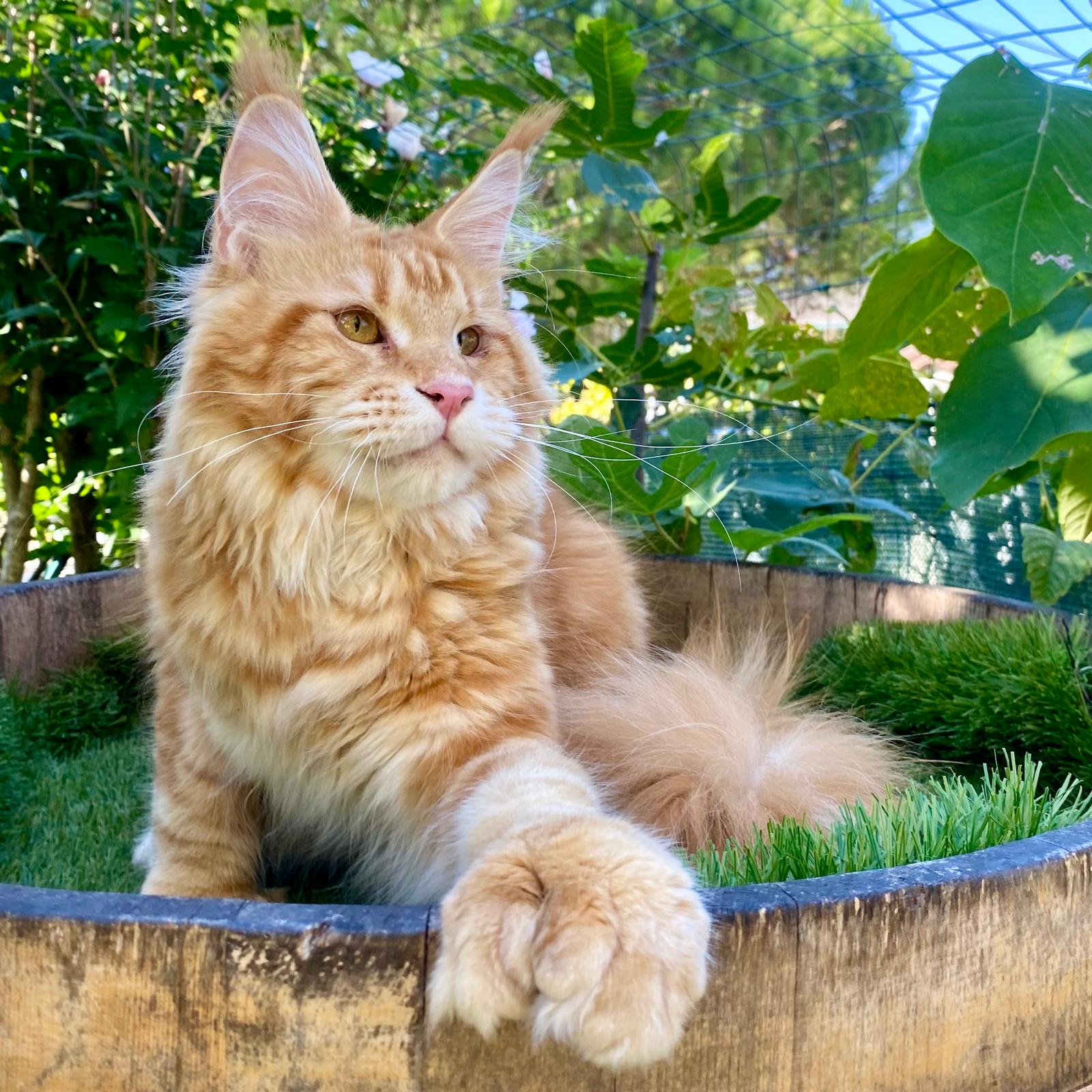 allevamento maine coon polidattili a brescia