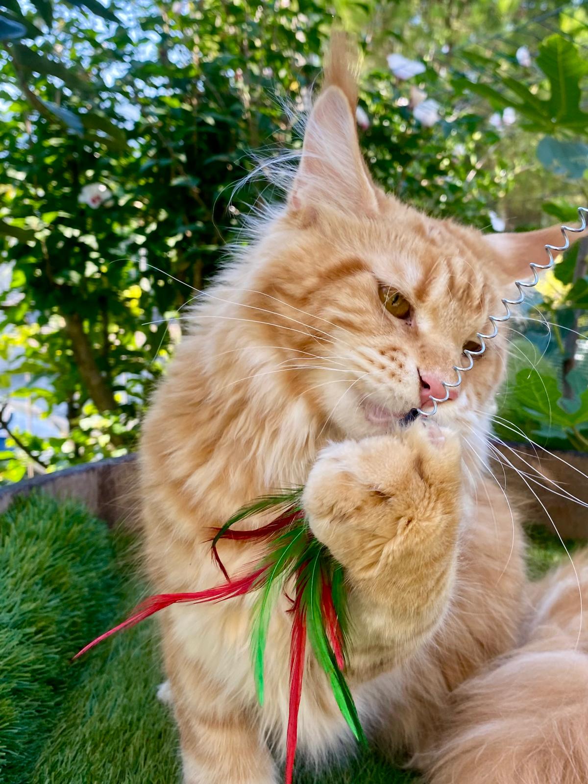 allevamento maine coon polidattili a brescia