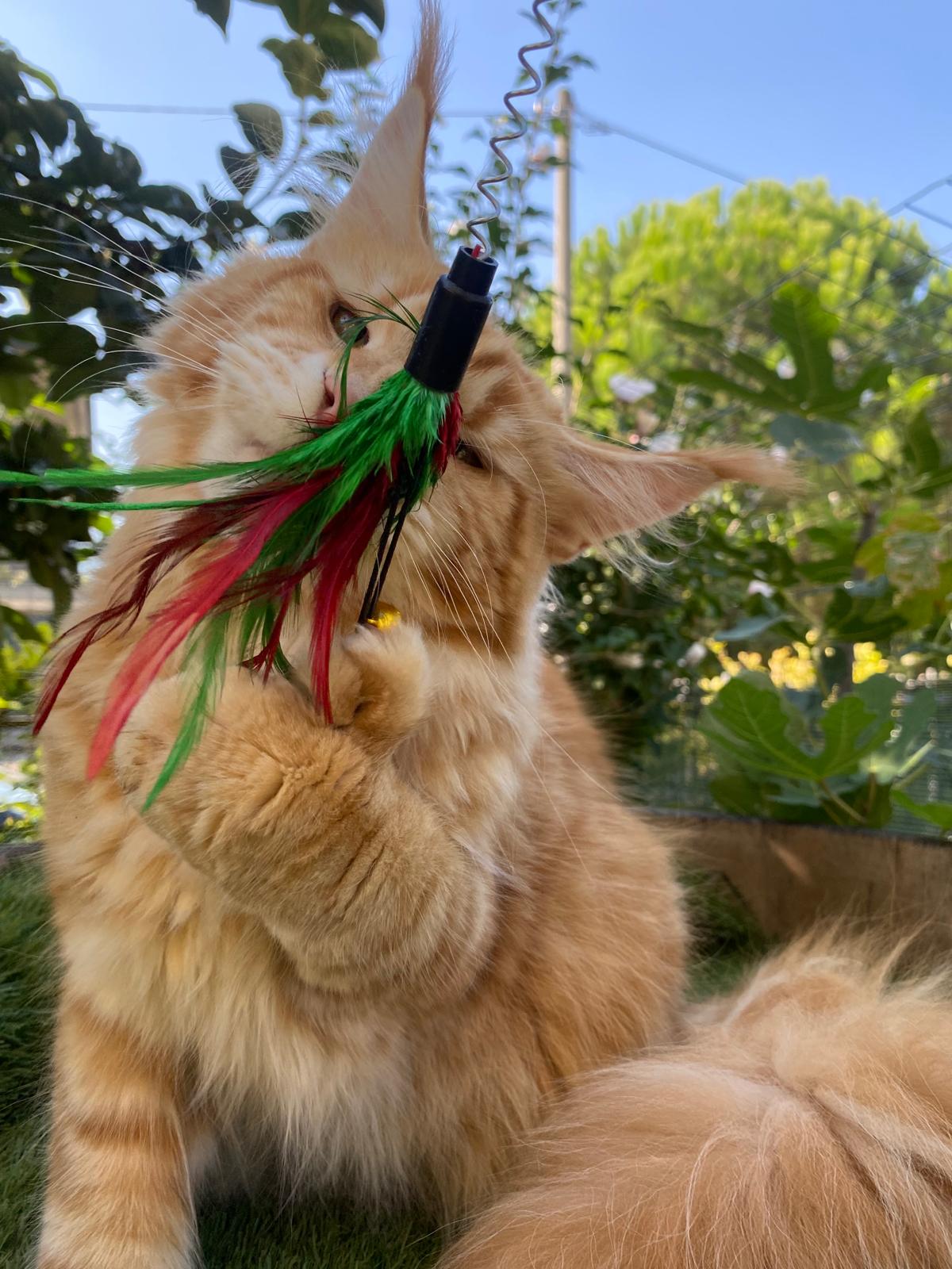 allevamento Maine coon polodattili a brescia
