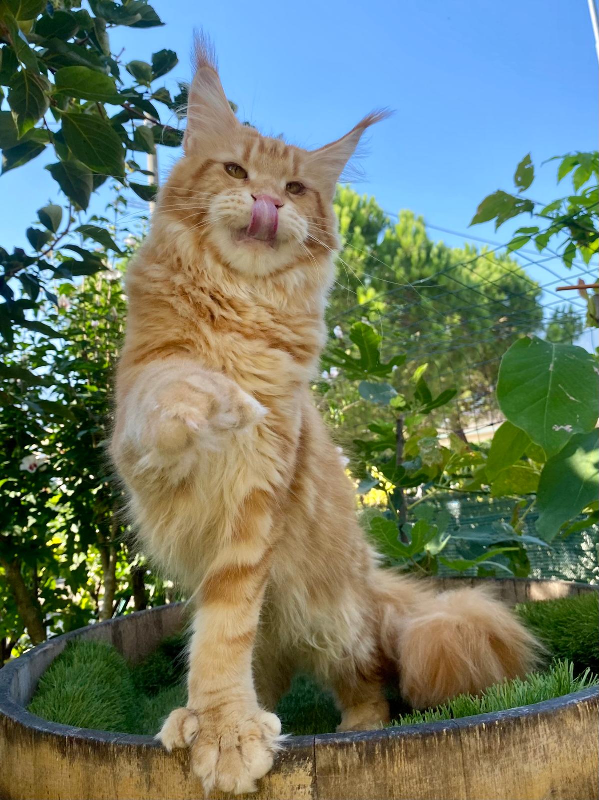 cuccioli allevamento maine coon polidattili a brescia